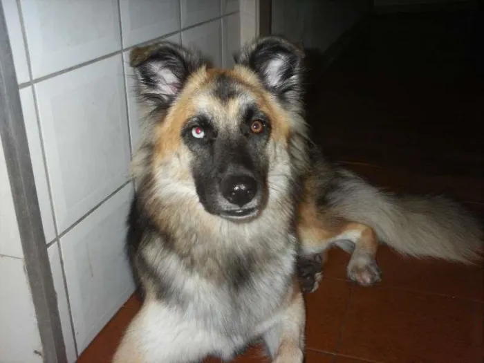 Cachorro ra a SRD idade 2 anos nome ESTRELA GRATIFICA