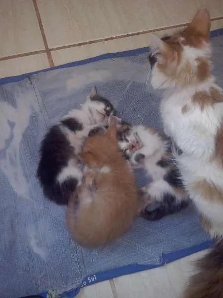 Gato ra a  idade 2 a 6 meses nome Varios