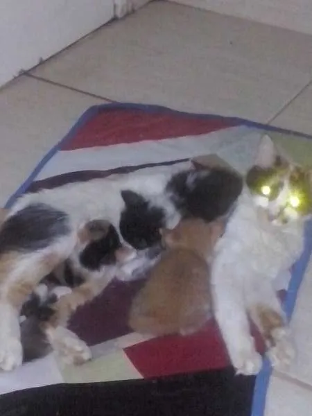 Gato ra a  idade 2 a 6 meses nome Varios