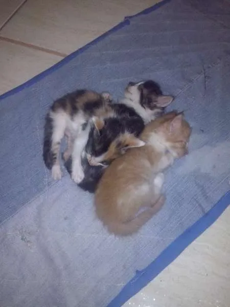 Gato ra a  idade 2 a 6 meses nome Varios