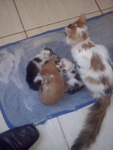 Gato ra a  idade 2 a 6 meses nome Varios