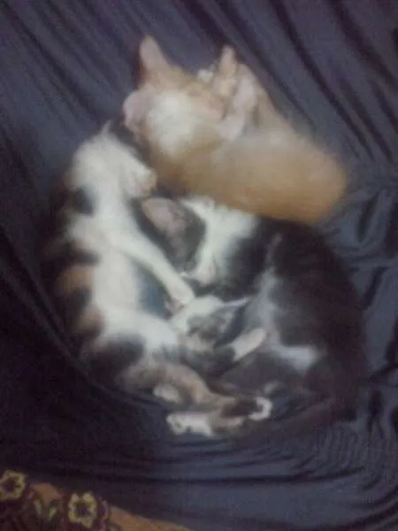 Gato ra a  idade 2 a 6 meses nome Varios