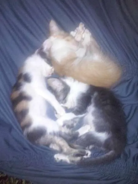 Gato ra a  idade 2 a 6 meses nome Varios