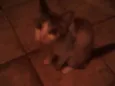 GATOS