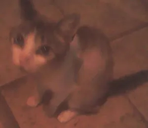 Gato raça  idade Abaixo de 2 meses nome GATOS