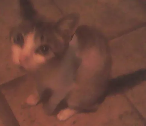 Gato ra a  idade Abaixo de 2 meses nome GATOS