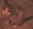 GATOS