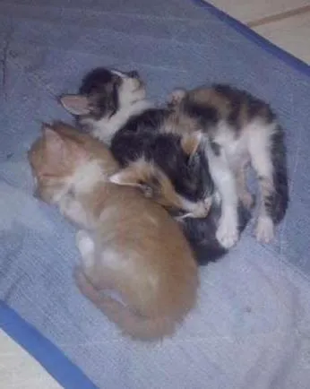 Gato ra a  idade 2 a 6 meses nome Varios
