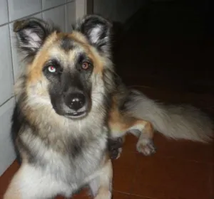 Cachorro raça SRD idade 2 anos nome ESTRELA GRATIFICA