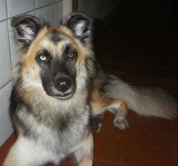 Cachorro ra a SRD idade 2 anos nome ESTRELA GRATIFICA