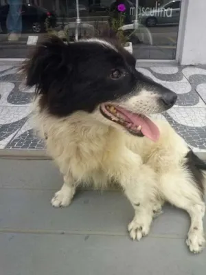 Cachorro raça SRD idade 6 ou mais anos nome Joseph