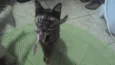 Manchinha