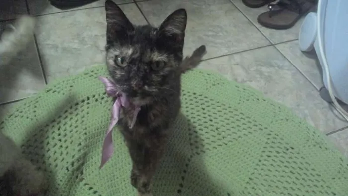 Gato ra a SRD idade 6 ou mais anos nome Manchinha