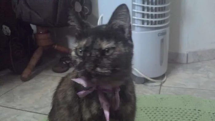 Gato ra a SRD idade 6 ou mais anos nome Manchinha