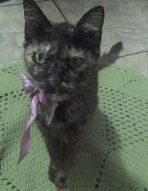 Gato raça SRD idade 6 ou mais anos nome Manchinha