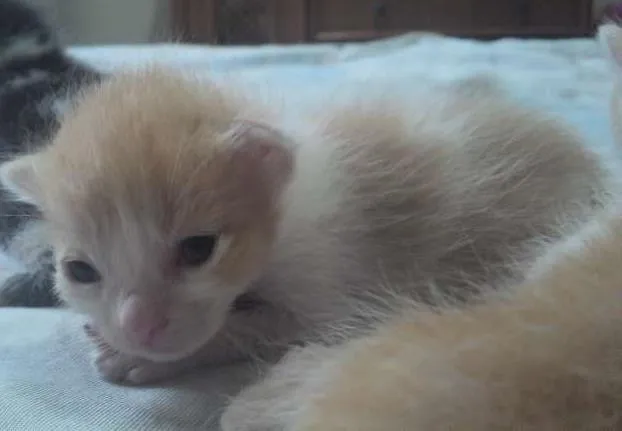 Gato ra a SRD idade 6 ou mais anos nome Manchinha