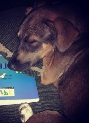 Cachorro raça Vira-Lata idade 7 a 11 meses nome Gwen