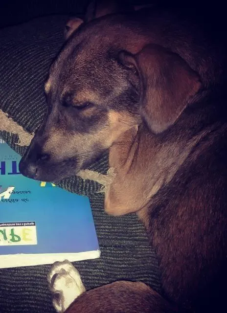 Cachorro raça Vira-Lata idade 7 a 11 meses nome Gwen