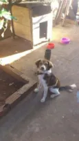 Diuli