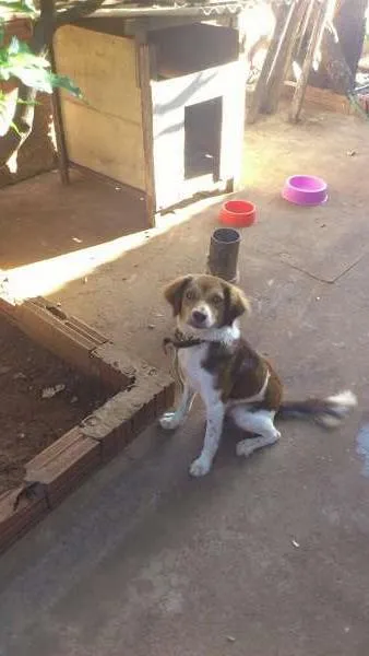 Cachorro ra a SRD idade  nome Diuli