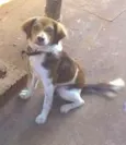 Diuli