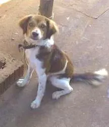 Cachorro ra a SRD idade  nome Diuli