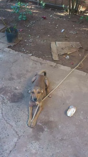 Cachorro ra a srd idade  nome Nina