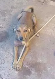 Cachorro ra a srd idade  nome Nina