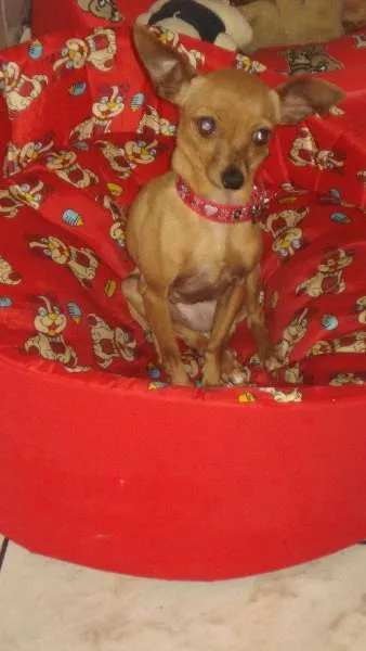 Cachorro ra a Pinscher idade 6 ou mais anos nome Kika e Princesa