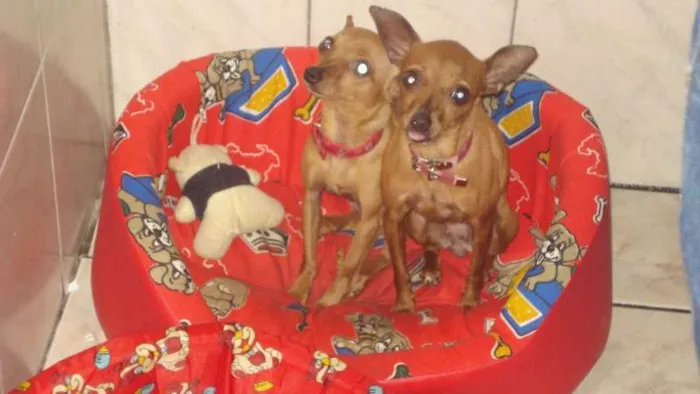 Cachorro ra a Pinscher idade 6 ou mais anos nome Kika e Princesa