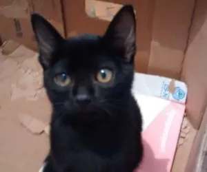 Gato raça SRD idade 2 a 6 meses nome IGOR