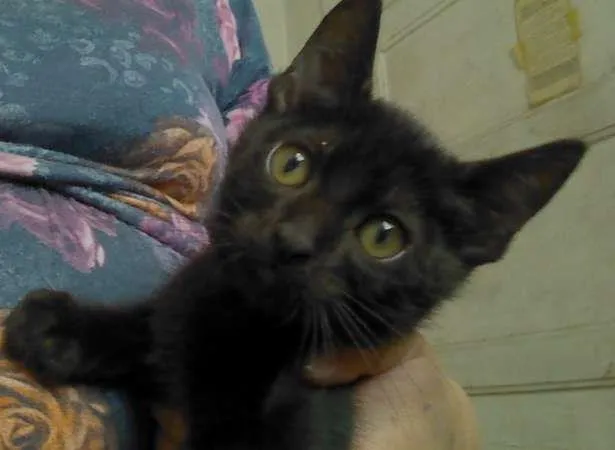 Gato ra a SRD idade 2 a 6 meses nome IGOR
