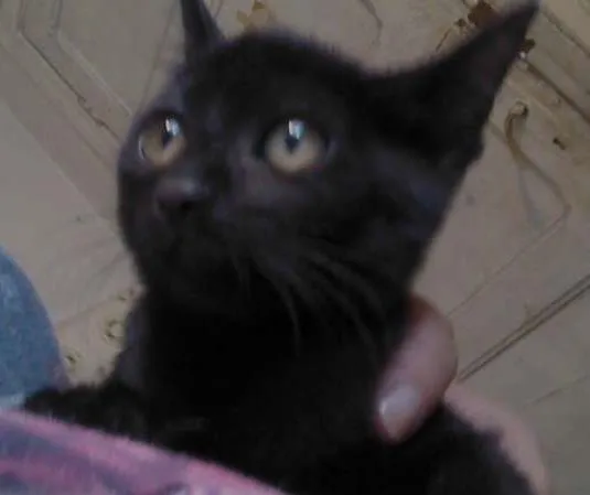 Gato ra a SRD idade 2 a 6 meses nome IGOR