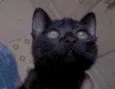 IGOR