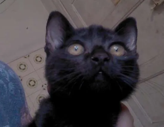 Gato ra a SRD idade 2 a 6 meses nome IGOR