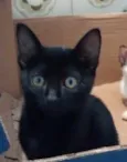IGOR