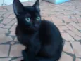IGOR