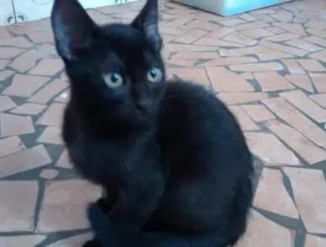 Gato ra a SRD idade 2 a 6 meses nome IGOR