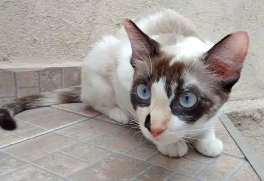 Gato ra a SRD idade 1 ano nome NATASHA