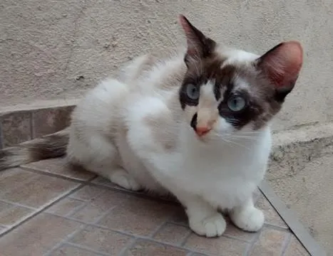 Gato ra a SRD idade 1 ano nome NATASHA