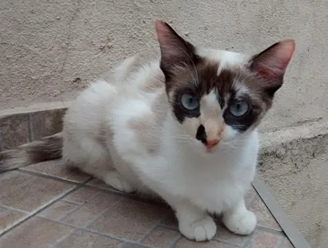 Gato ra a SRD idade 1 ano nome NATASHA
