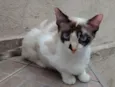 NATASHA