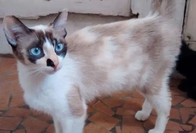 Gato ra a SRD idade 1 ano nome NATASHA