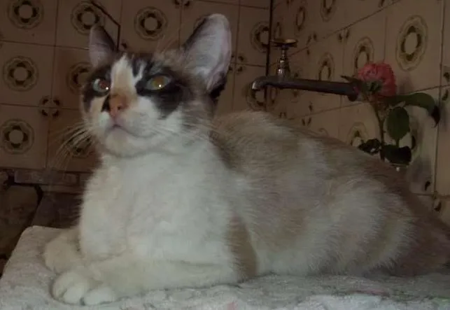 Gato ra a SRD idade 1 ano nome NATASHA