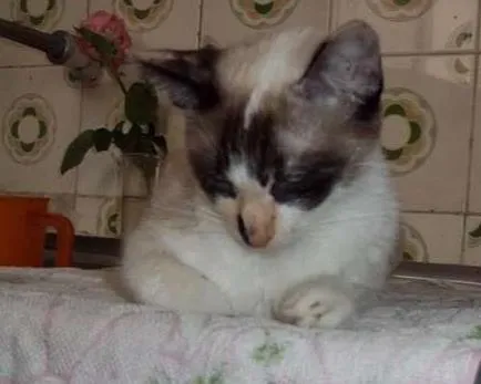 Gato ra a SRD idade 1 ano nome NATASHA