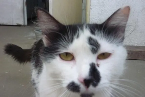 Gato ra a SRD idade 1 ano nome ELIZABETH