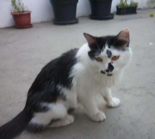 Gato ra a SRD idade 1 ano nome ELIZABETH