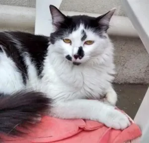 Gato raça SRD idade 1 ano nome ELIZABETH