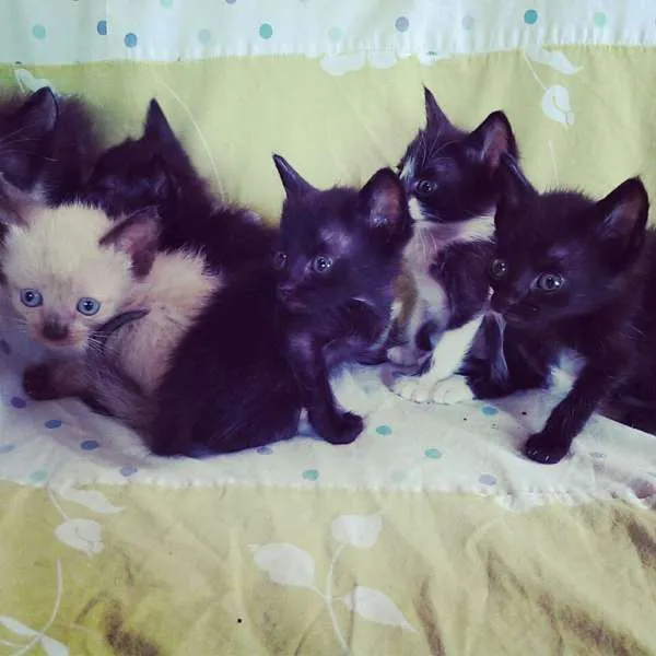Gato ra a idade Abaixo de 2 meses nome Gamba, Bety, Lucy,