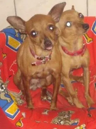 Cachorro ra a Pinscher idade 6 ou mais anos nome Kika e Princesa